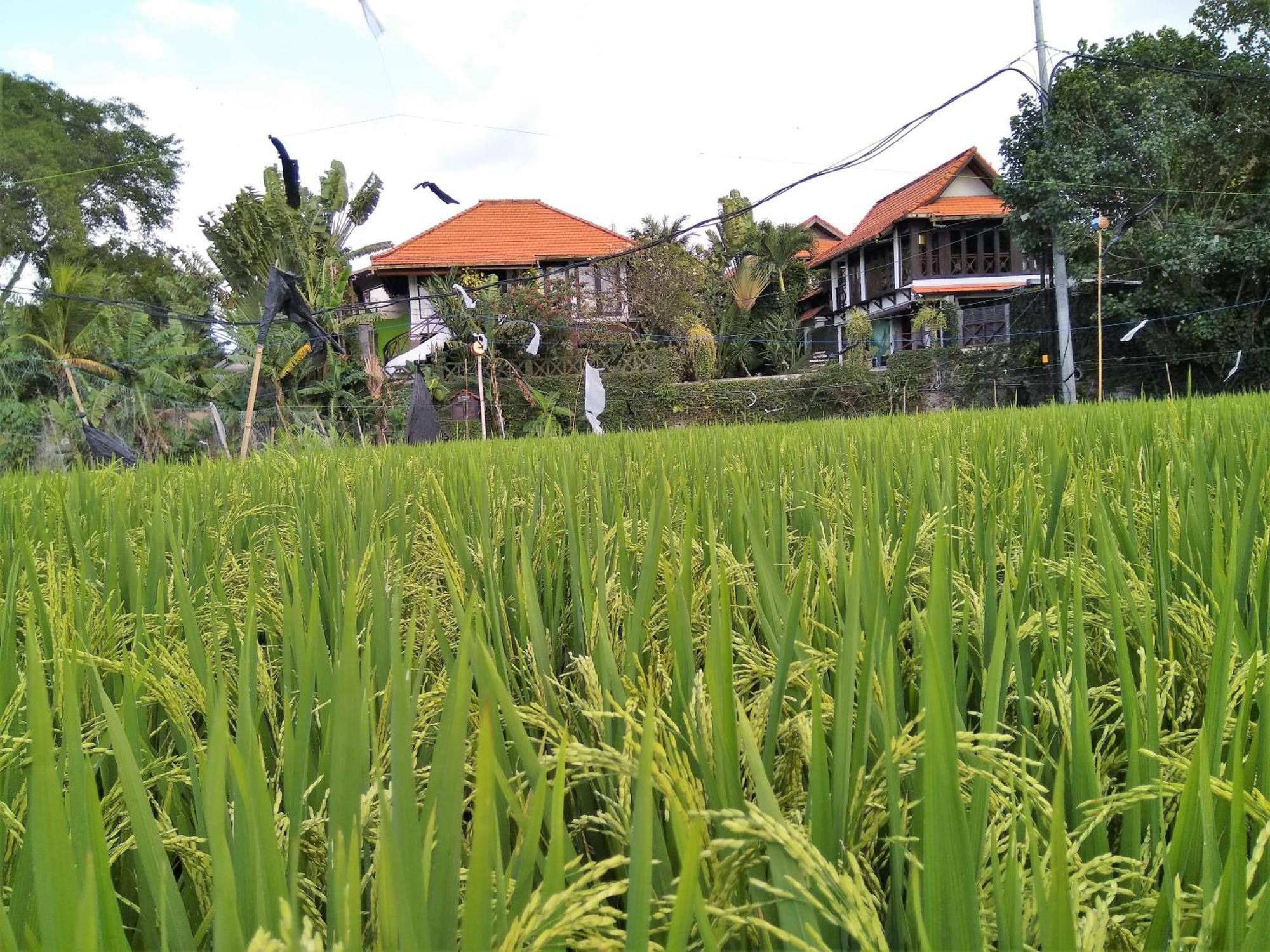 Umah Watu Villas Seminyak Exterior foto
